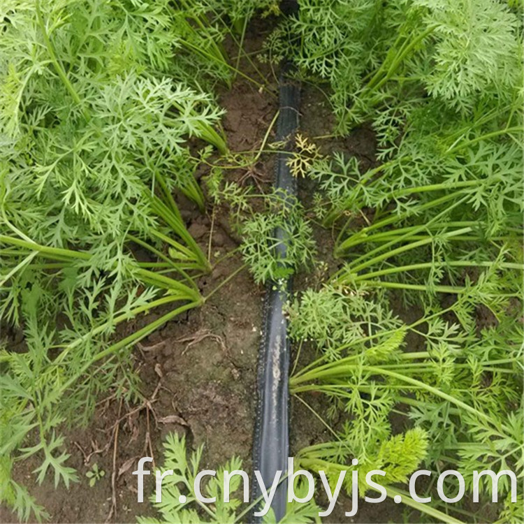 Drip Irrigation 69